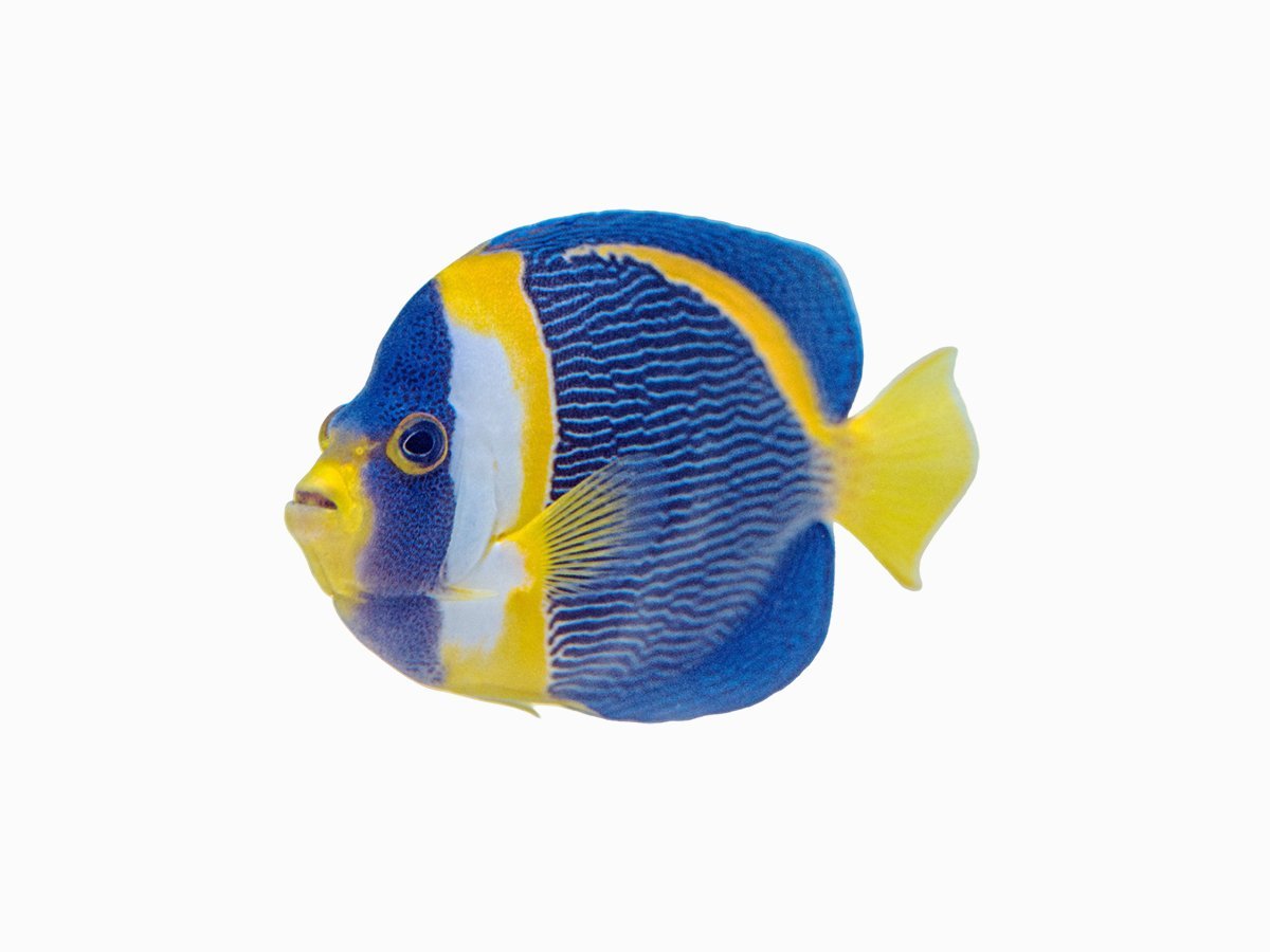 Австралийский ангел